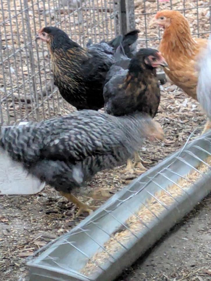 koekoekskleurige legkippen, Dieren en Toebehoren, Pluimvee