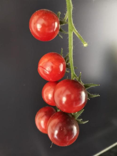 Chaussures en daim bleues à 5 graines de tomates - bio, Jardin & Terrasse, Bulbes & Semences, Graine, Printemps, Plein soleil