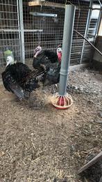 Kalkoenen, Dieren en Toebehoren