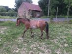 Welsh ruin, Dieren en Toebehoren, Ruin, Gechipt, 3 tot 6 jaar, B pony (1.17m tot 1.27m)