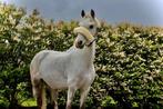Mooie en lieve b pony ( pedigree ), Dieren en Toebehoren