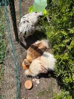 3 zijdehoens  hanen, Dieren en Toebehoren