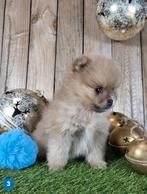 Chiot de Poméranie/pygmée/Poméranien/pompon / petit loulou, Loulou, Plusieurs, Parvovirose, Belgique