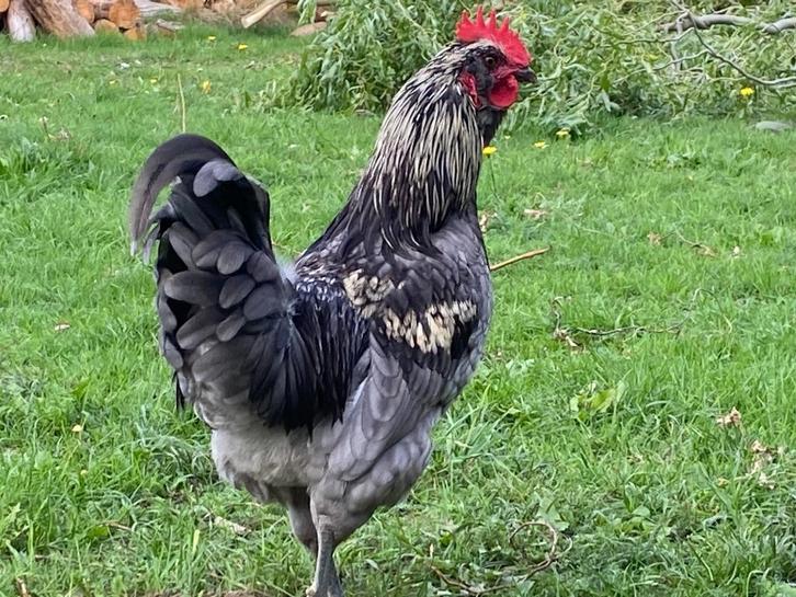 Mooie jonge haan, Dieren en Toebehoren, Pluimvee, Kip, Mannelijk