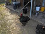 Koppel Cochin Groothoender, Animaux & Accessoires, Volatiles, Plusieurs animaux, Poule ou poulet