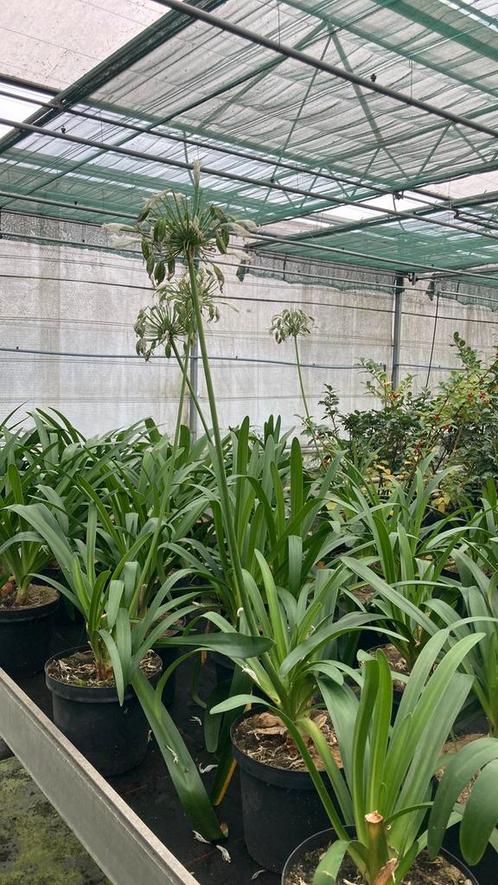 Agapanthus africanus 'Albidus',  Vaste plant Wit, Tuin en Terras, Planten | Tuinplanten, Vaste plant, Ophalen