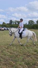 16-jarige D pony merrie, Dieren en Toebehoren, B, 11 jaar of ouder, Recreatiepony, D pony (1.37m tot 1.48m)