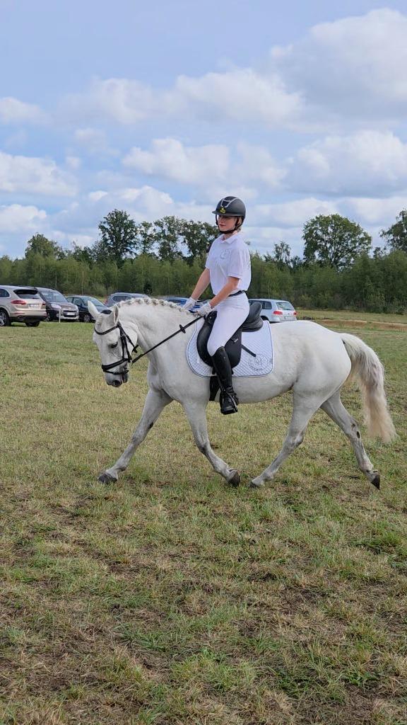 16-jarige D pony merrie, Dieren en Toebehoren, Pony's, Merrie, B, D pony (1.37m tot 1.48m), Recreatiepony, 11 jaar of ouder, Gechipt