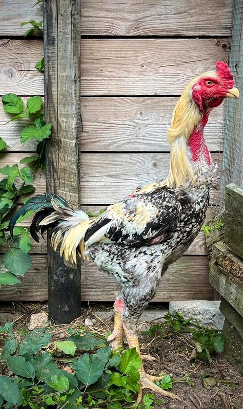 Broedeieren indio gigante, Dieren en Toebehoren, Pluimvee, Kip