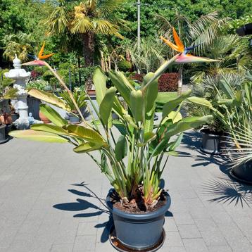 Strelitzia reginae, Tuin en Terras, Planten | Tuinplanten, Ophalen