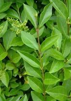 Ligustrum, Jardin & Terrasse, Enlèvement, Arbuste