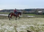 Paard moet dringend weg, Merrie