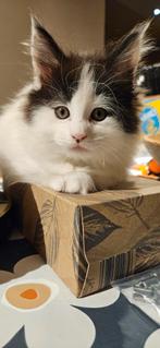 Kittens, Dieren en Toebehoren