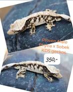 1.0 Bewezen High White wimpergekko man, Hagedis, Tam, 3 tot 6 jaar