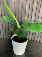 Banenplant Musa Dwarf Cavendish, Ophalen