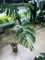 Monstera Deliciosa Albo Variegata, Ophalen of Verzenden