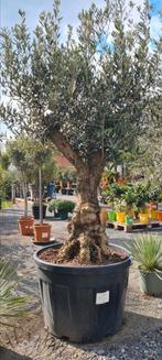 Mooi vertakte olijfbomen Olea Europaea, Tuin en Terras, Planten | Bomen, Ophalen, Olijfboom