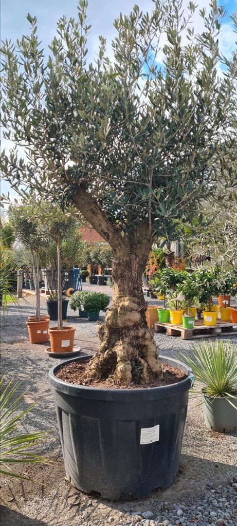 Mooi vertakte olijfbomen Olea Europaea, Tuin en Terras, Planten | Bomen, Olijfboom, Ophalen