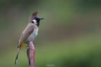 Himalaya Buulbuul, Dieren en Toebehoren, Vogels | Overige Vogels, Mannelijk, Tropenvogel, Geringd