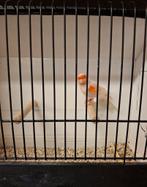 Rood mozaïek mannen te koop