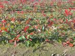 Jeune arbre Photinia Frasseri Red Robin, Enlèvement ou Envoi