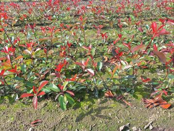 Jeune arbre Photinia Frasseri Red Robin disponible aux enchères