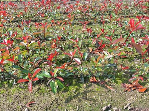 Jeune arbre Photinia Frasseri Red Robin, Jardin & Terrasse, Plantes | Arbustes & Haies, Enlèvement ou Envoi