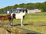 Bonte 4-jarige merrie, Dieren en Toebehoren, Paarden, Merrie, Gechipt, Dressuurpaard, Zadelmak