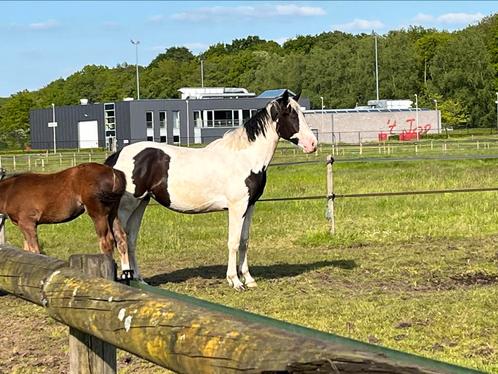 Bonte 4-jarige merrie, Dieren en Toebehoren, Paarden, Merrie, Zadelmak, 160 tot 165 cm, 3 tot 6 jaar, Dressuurpaard, Met stamboom