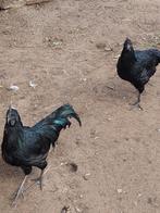 Ayam Cemani enkel hanen., Dieren en Toebehoren, Pluimvee