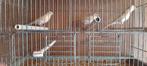 3 mozaik kanaries 2025, Dieren en Toebehoren