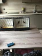 Vogels kneu, Dieren en Toebehoren, Vogels | Parkieten en Papegaaien, Meerdere dieren