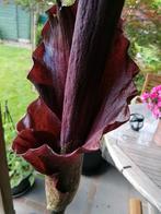 Amorphophallus konjac grote knollen, Tuin en Terras, Ophalen