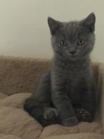 Brits korthaar kittens ️, Dieren en Toebehoren, Katten en Kittens | Raskatten | Korthaar, Meerdere dieren, Gechipt, 0 tot 2 jaar