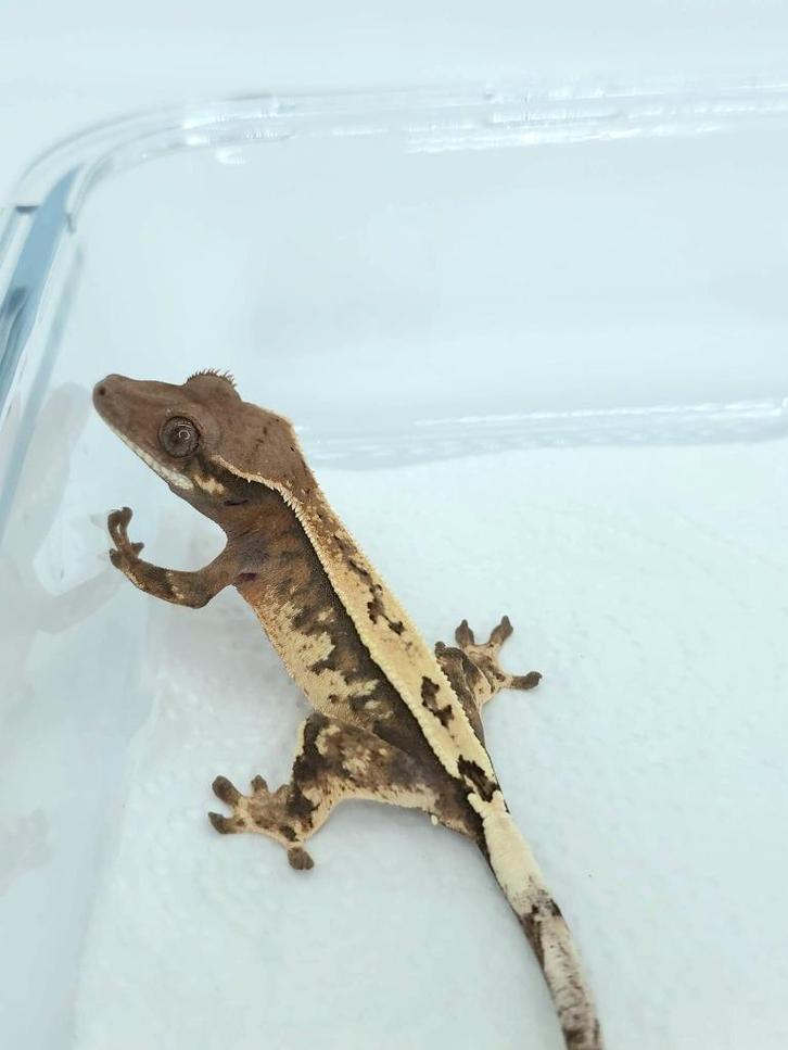 Uniek! Sable wimpergekko man, Dieren en Toebehoren, Reptielen en Amfibieën, Hagedis, 0 tot 2 jaar, Tam