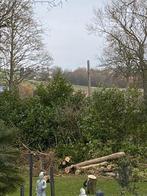 Bois de frene , à vendre, Enlèvement, Autres espèces