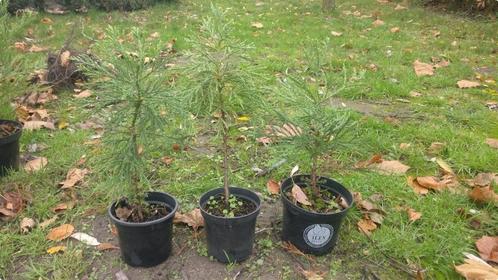 Mammoetboom, Sequoia, Sequoiadendron, Tuin en Terras, Planten | Bomen, Overige soorten, Minder dan 100 cm, Volle zon, Zomer, In pot