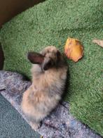 Konijnen, Dieren en Toebehoren, Konijnen, Meerdere dieren, Klein, Hangoor, 0 tot 2 jaar