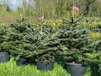 à seulement 69€ l’un  sapins nordmann bien fournis, Jardin & Terrasse, Plantes | Arbres, Enlèvement ou Envoi