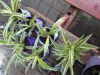Stekjes graslelie, Tuin en Terras, Planten | Tuinplanten, Ophalen