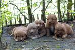 toller pups, beide ouders zijn hier aanwezig, Dieren en Toebehoren, Honden | Retrievers, Spaniëls en Waterhonden, België, Overige rassen