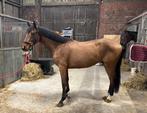 3jarige ruin/Utamaro d'Ecaussines Z x Contender/goede Xray, Dieren en Toebehoren, Paarden, Ruin, Z, Gechipt