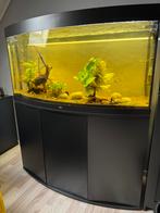 Juwel Vision 260 + kast, Dieren en Toebehoren, Ophalen, Zo goed als nieuw, Leeg aquarium