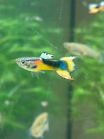 Groep red chest saddleback endler guppen, Dieren en Toebehoren