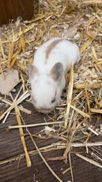 Baby konijntje, Dieren en Toebehoren, Konijnen