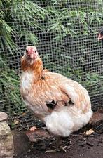 Araucana hen, Dieren en Toebehoren, Pluimvee