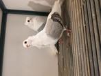 duiven te koop, Dieren en Toebehoren, Vogels | Duiven