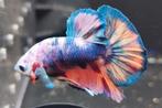 Betta mannen