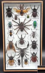 Uniek frame met echte opgemaakte insecten (geen Cites soort), Verzamelen, Ophalen of Verzenden, Nieuw, Opgezet dier
