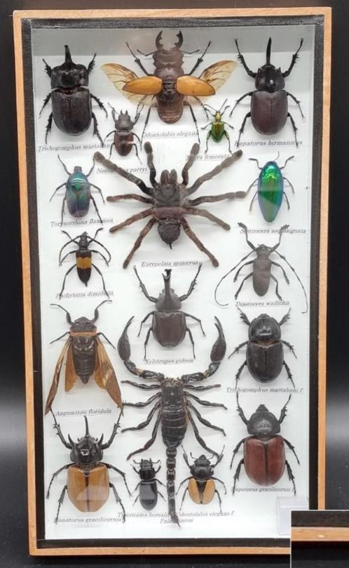 Uniek frame met echte opgemaakte insecten (geen Cites soort), Verzamelen, Dierenverzamelingen, Nieuw, Opgezet dier, Ophalen of Verzenden